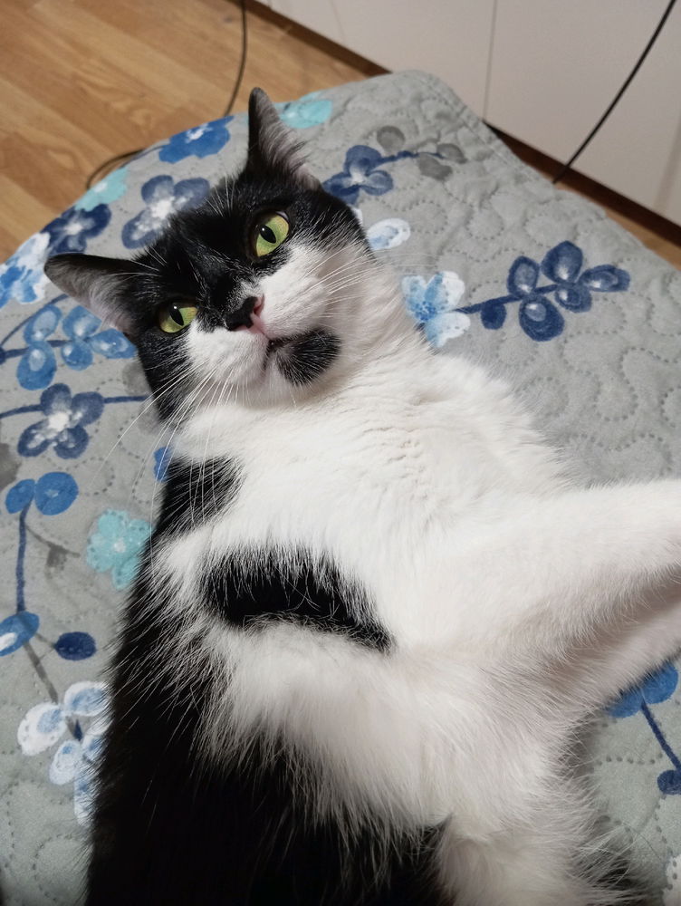 miren que guapa es mi gata