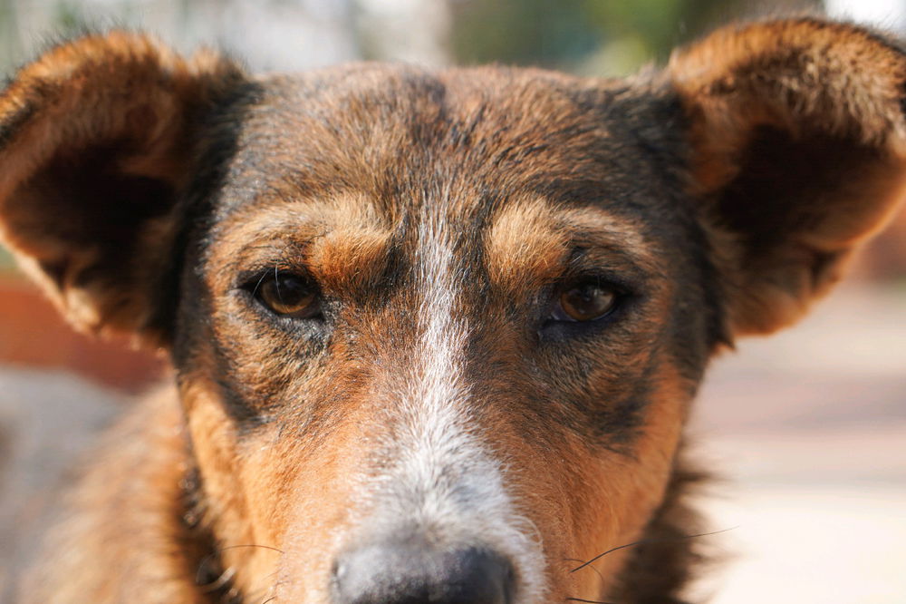 Mirada