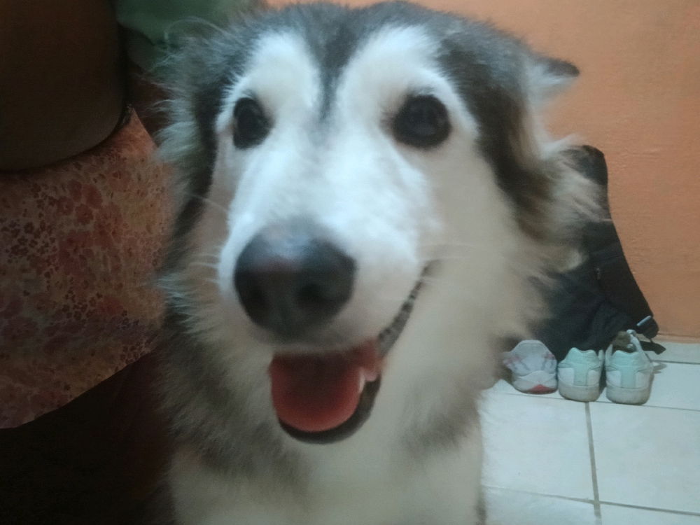 Minha lobinha🐺