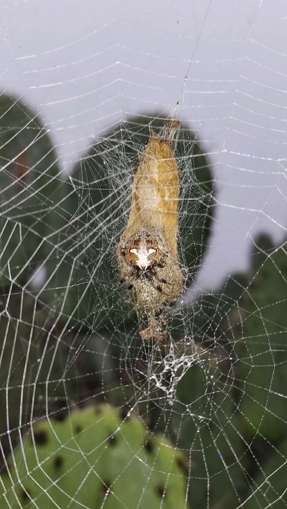 🕷️🕸️