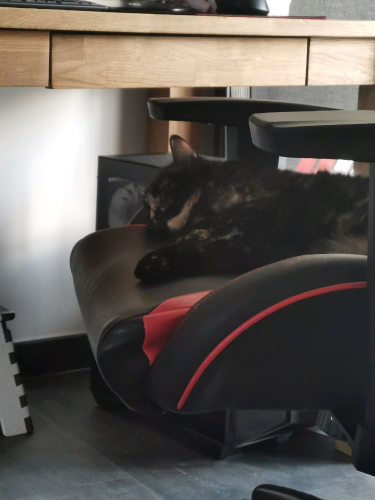 Bon dimanche à tous, je vous envoie un peu de douceur avec ma voleuse de chaise/bureau~