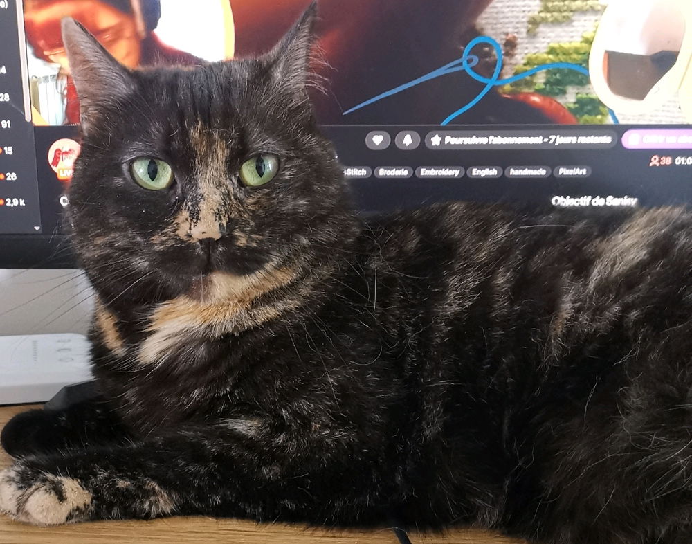 Bon dimanche à tous, je vous envoie un peu de douceur avec ma voleuse de chaise/bureau~