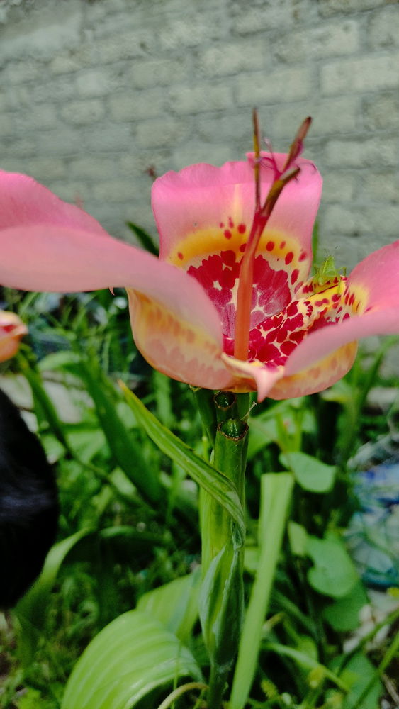 🏵️