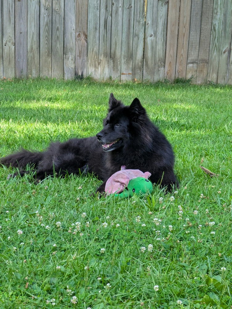 Dog days