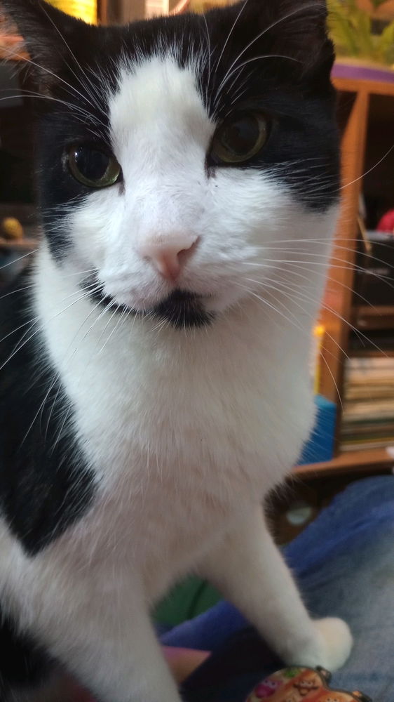 Señor elegante