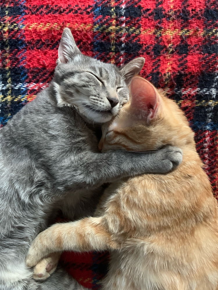 Padre single di 2 🐈
Mostratemi i vostri animali ( i miei hanno acconsentito a venire pubblicati sul social)