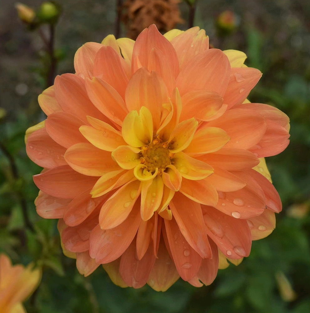 Beauté qui inspire ❀🧡