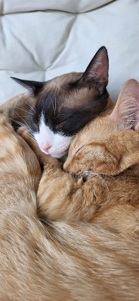 Sonntag ist Kuschelzeit
