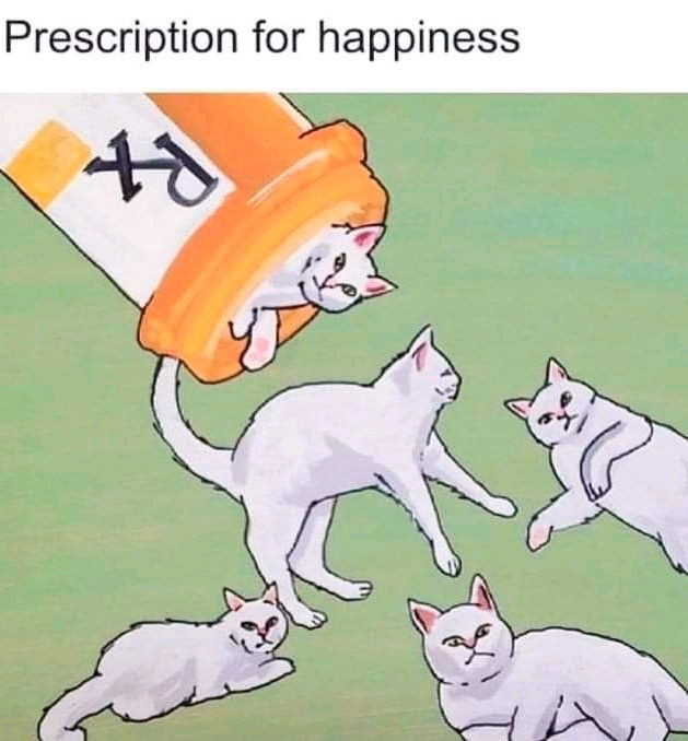 Gatti A Volontà ❤️❤️❤️