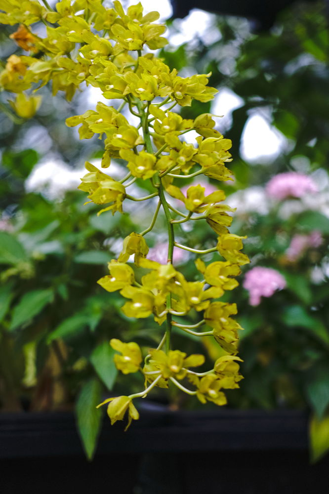 Went to assist my sibling to this Orchid place?