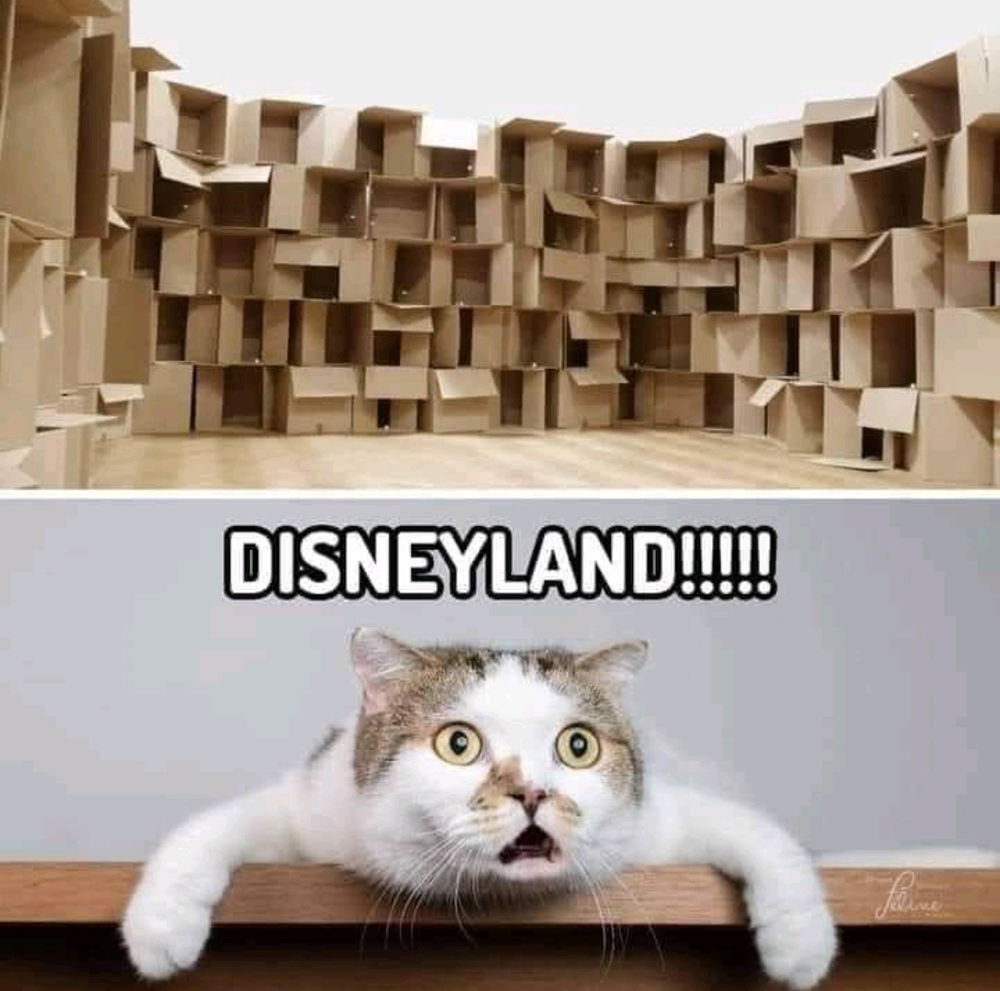 Chat dit donc 😱