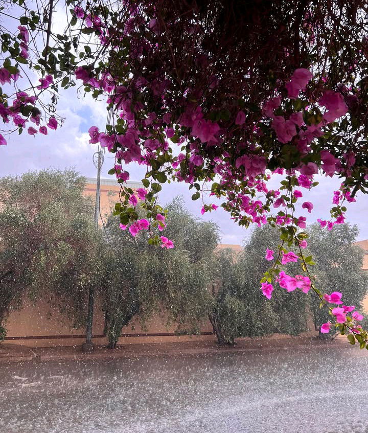 Monsoon 🌷