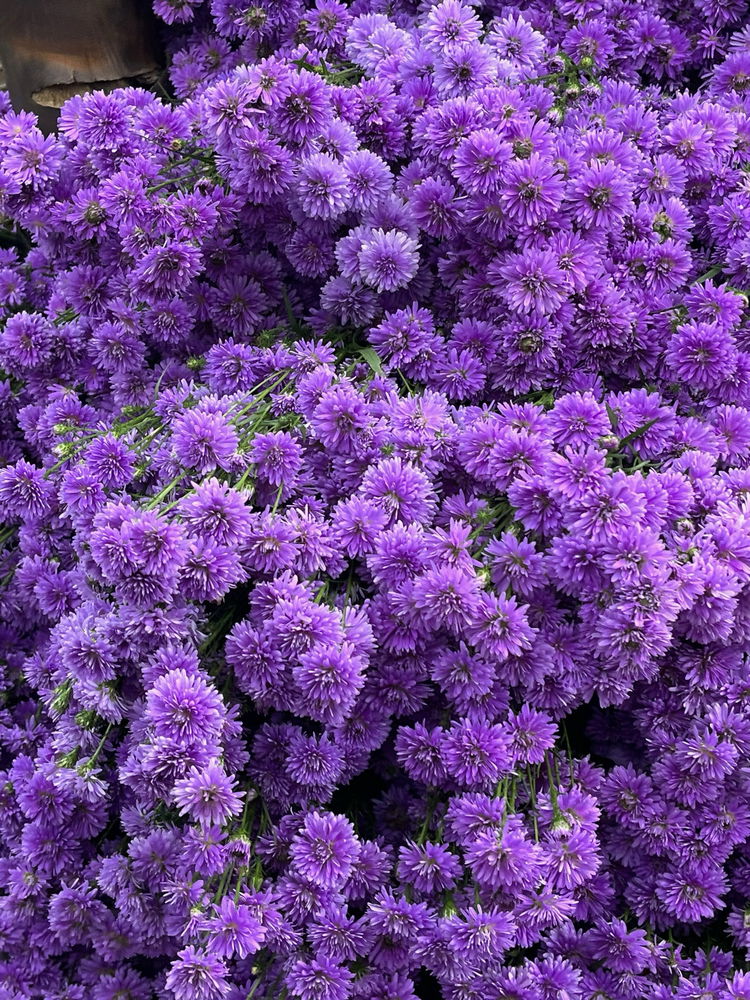Here’s some flowers