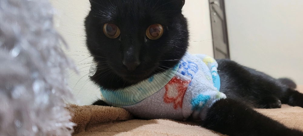 Gatinho