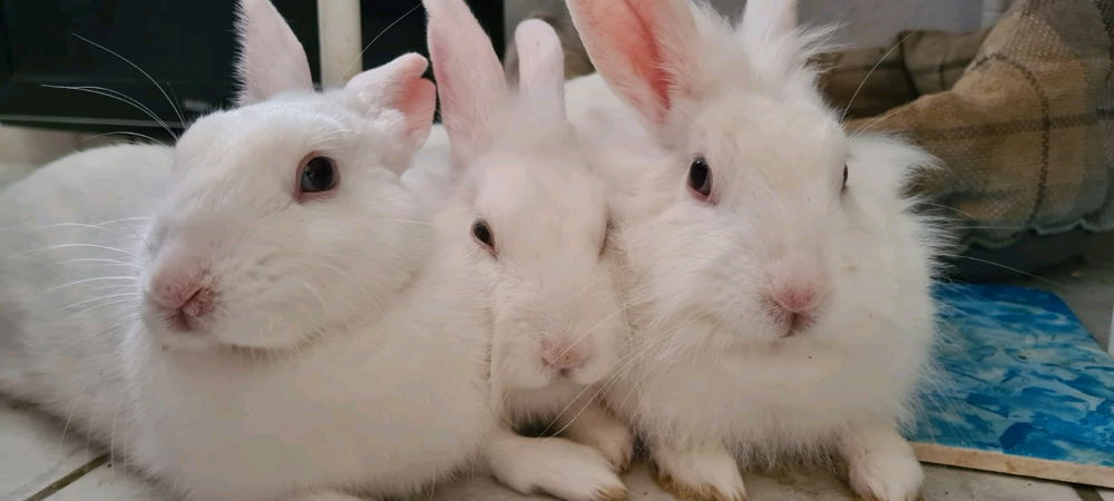 하늘, 유키 & 주노 🐰🐰🐰