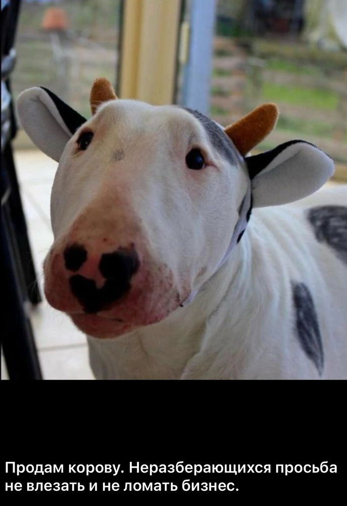🐶🐮⁉️🤔