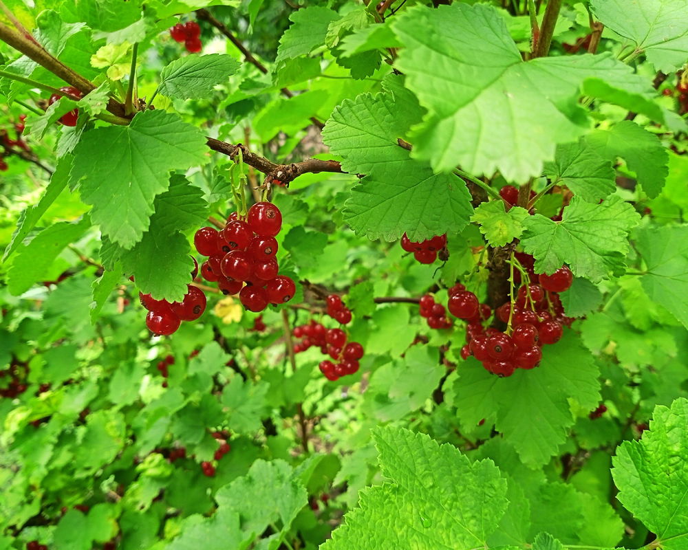 Літній кольоровий мікс 📷🙂