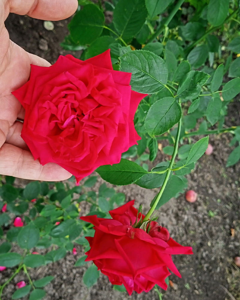 Літній кольоровий мікс 📷🙂
