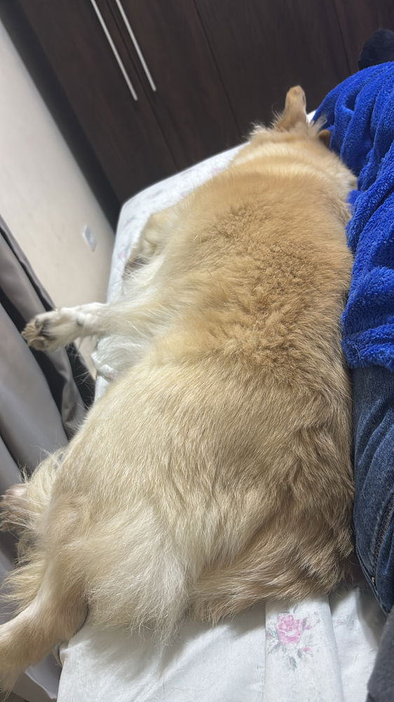 Um coração peludo que me escolheu.