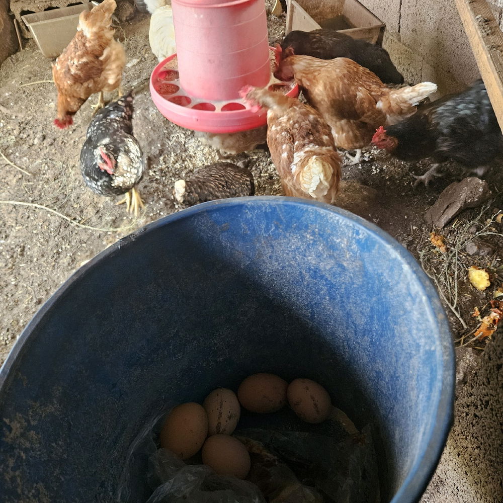 E G G