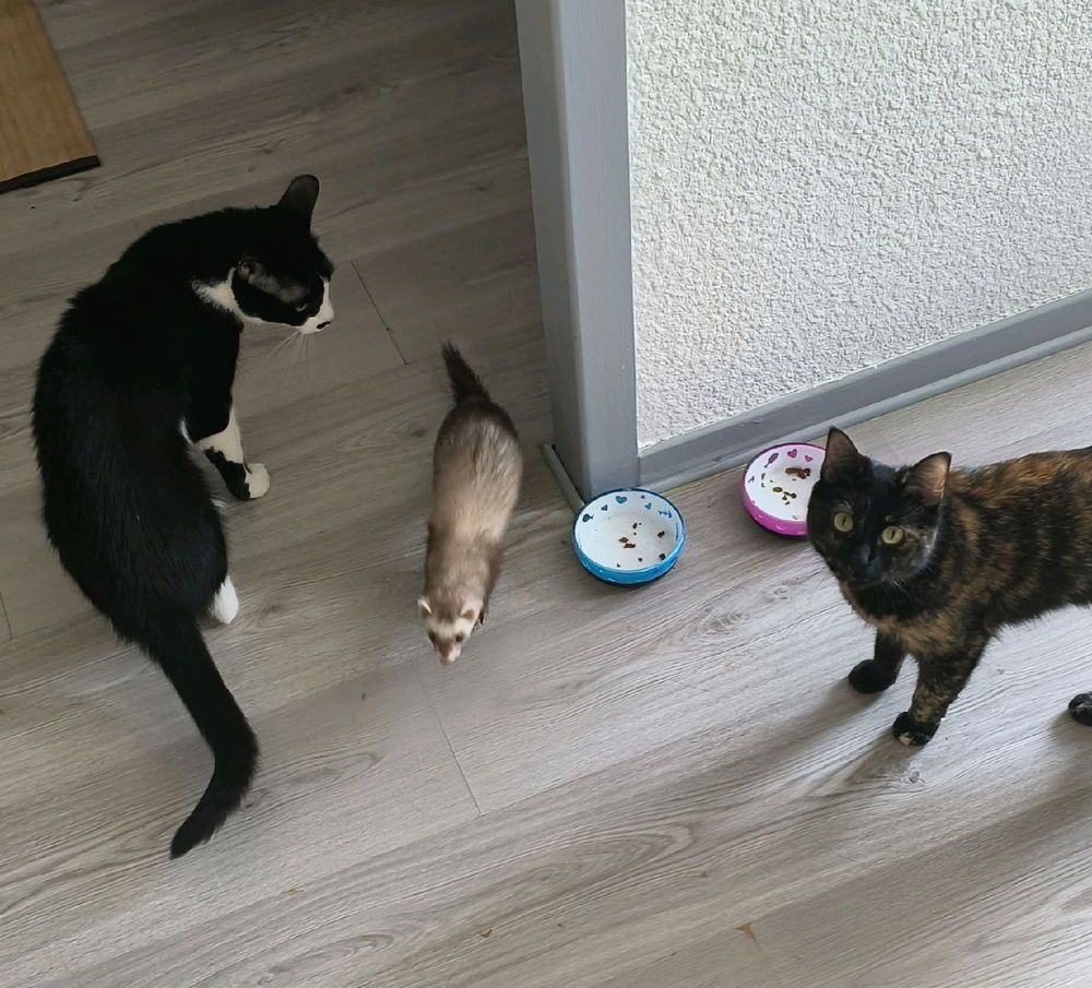 La fratrie