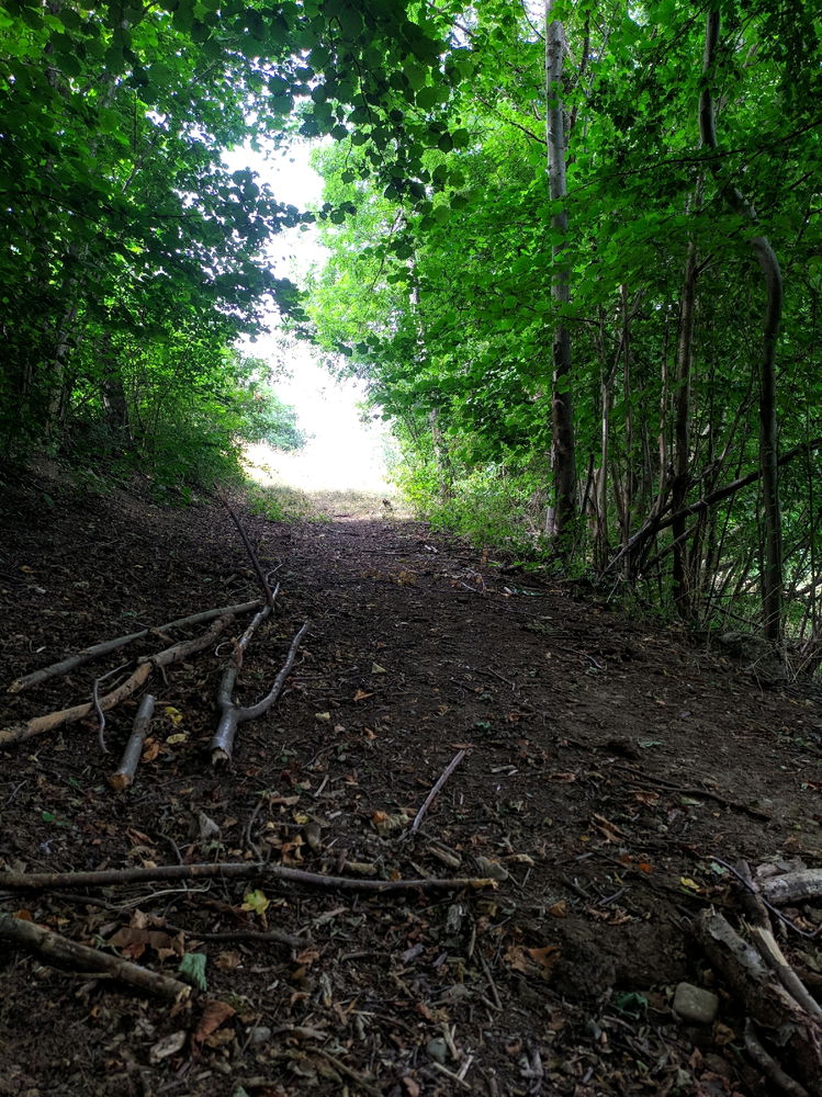 Balade en forêt