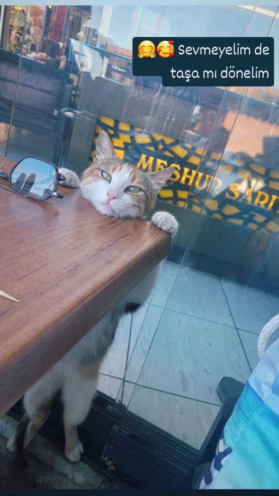 🐱