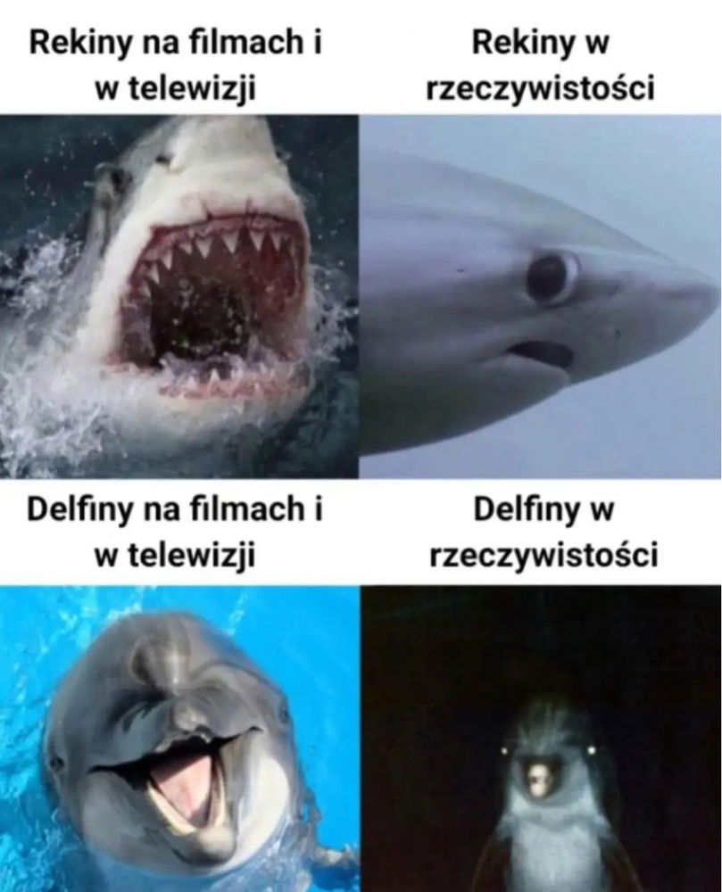 Rekin vs Delfin
