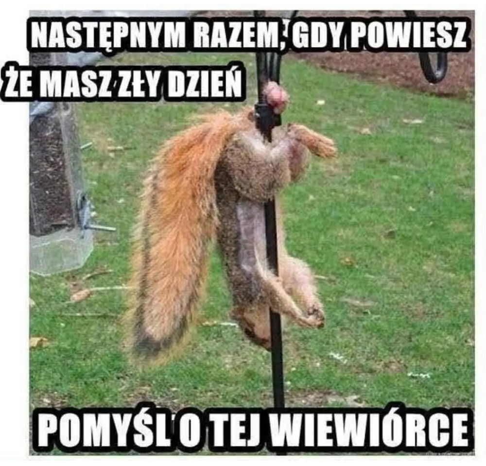 Zły dzień dla wiewiórki