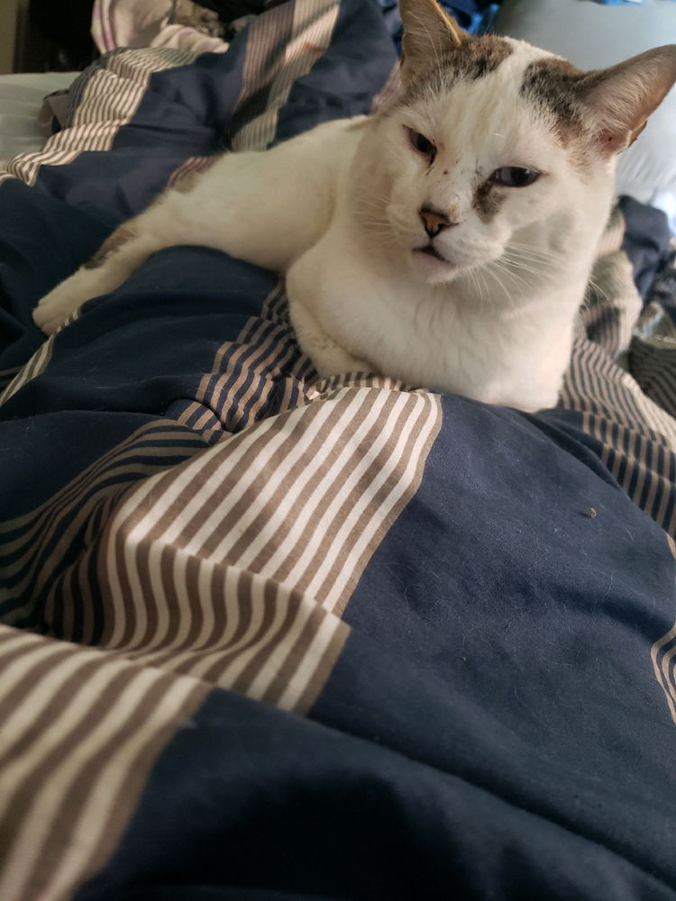Bom dia