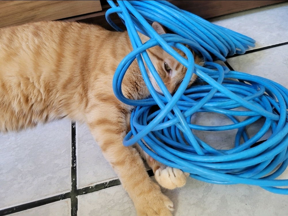Meu gato quando foi tentar um bico na área de redes para ajudar nas contas do mês...infelizmente demitiram