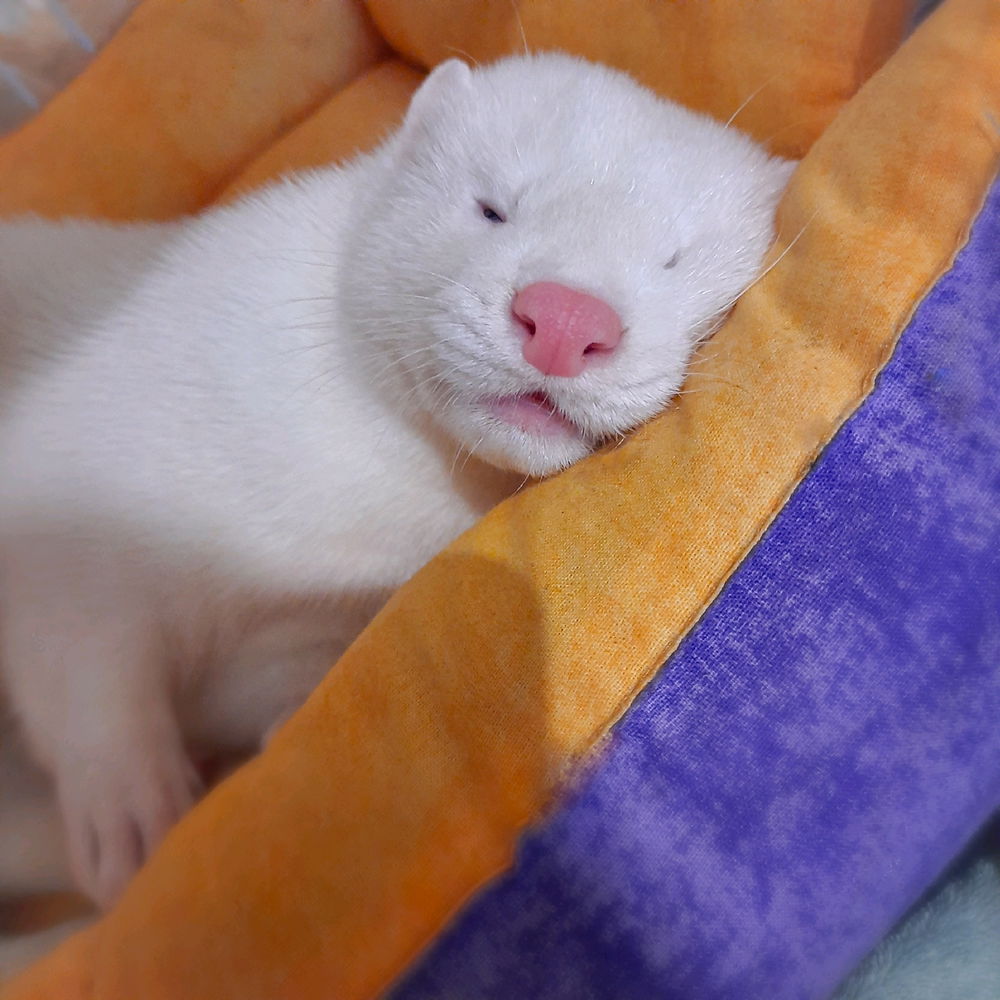 Тюленится😴