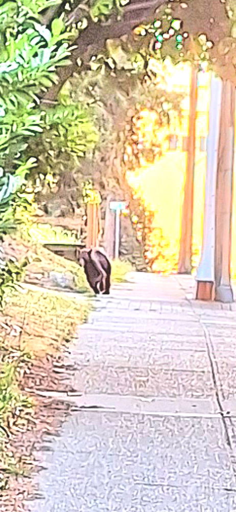 BEAR in mind when runnjng