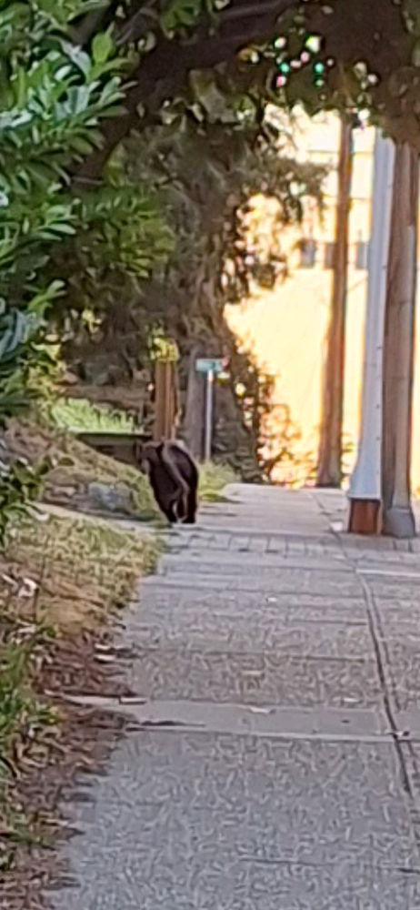 BEAR in mind when runnjng