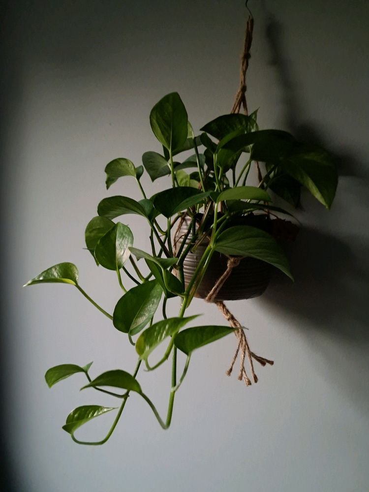 Room plants