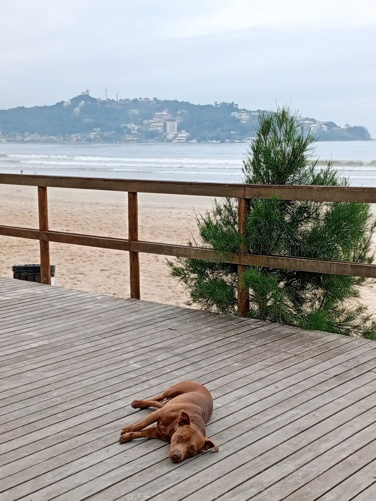 Domingo é dia de... Não fazer nada 🐶