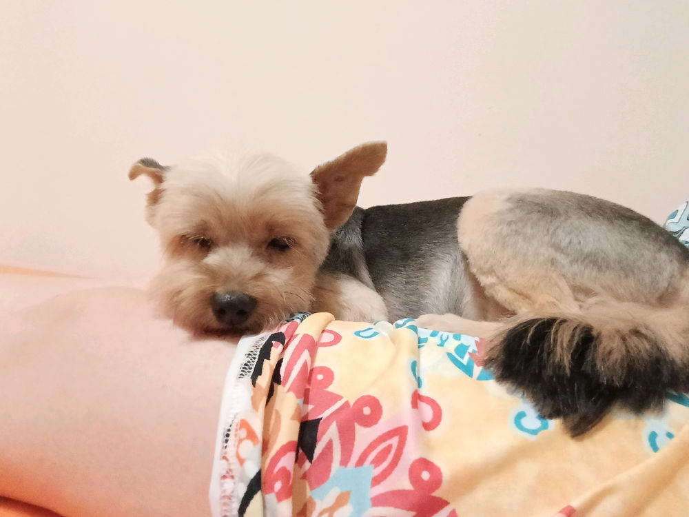 ❤️🥰🐶