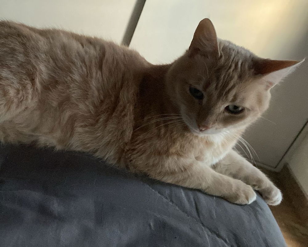 Existe gato mas lindo que el mío?