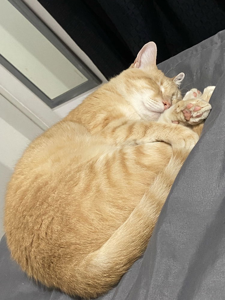 Existe gato mas lindo que el mío?