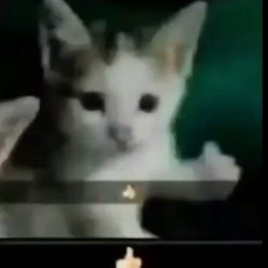 Existe gato mas lindo que el mío?
