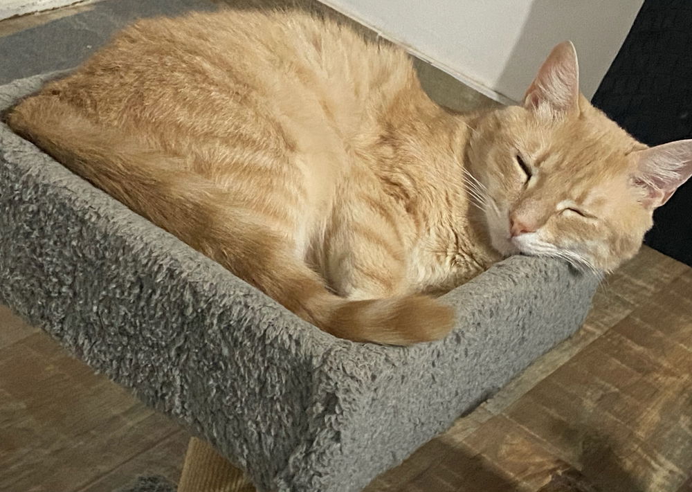 Existe gato mas lindo que el mío?