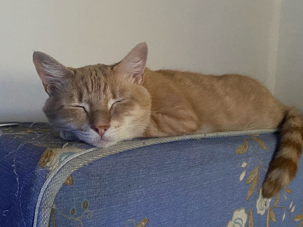 Existe gato mas lindo que el mío?