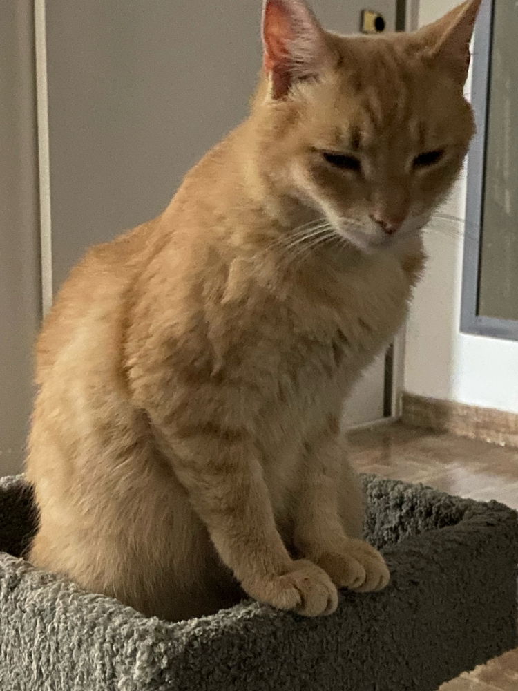 Existe gato mas lindo que el mío?