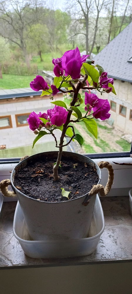 Bugenvilea 2/