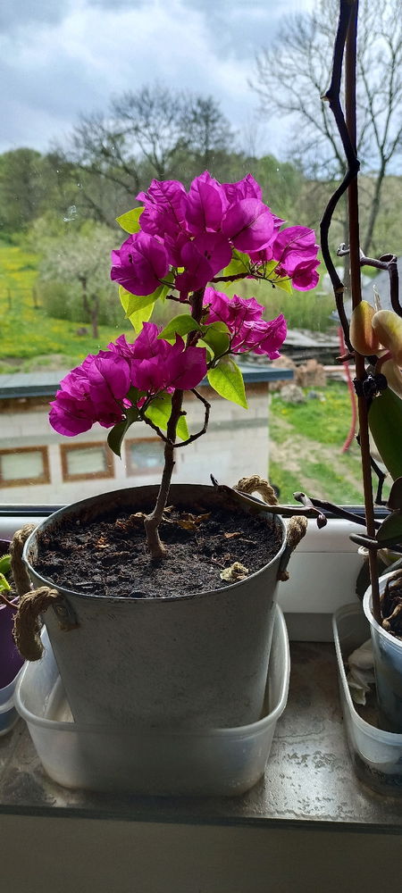 Bugenvilea 2/
