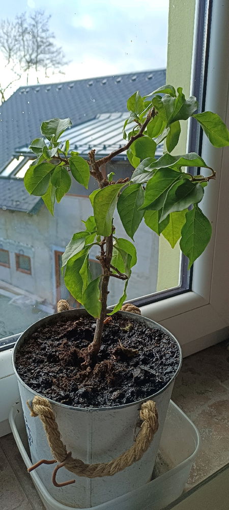 Bugenvilea 2/
