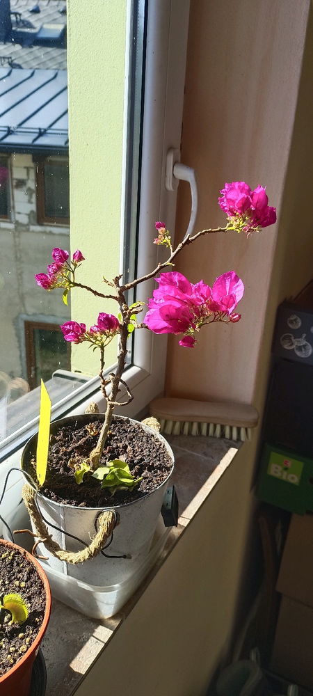 Bugenvilea 3/