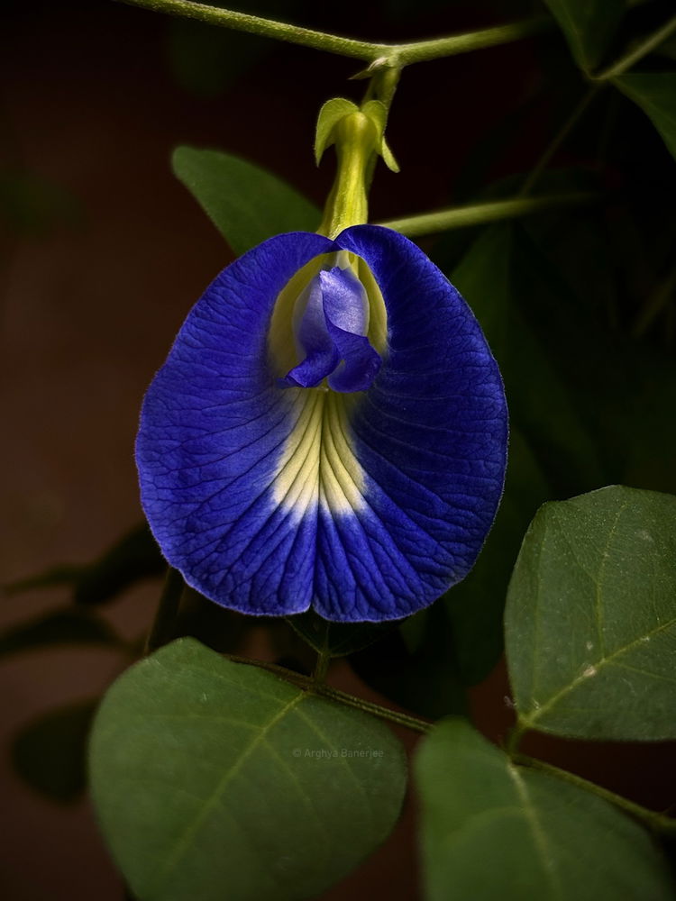 Butterfly pea 📸