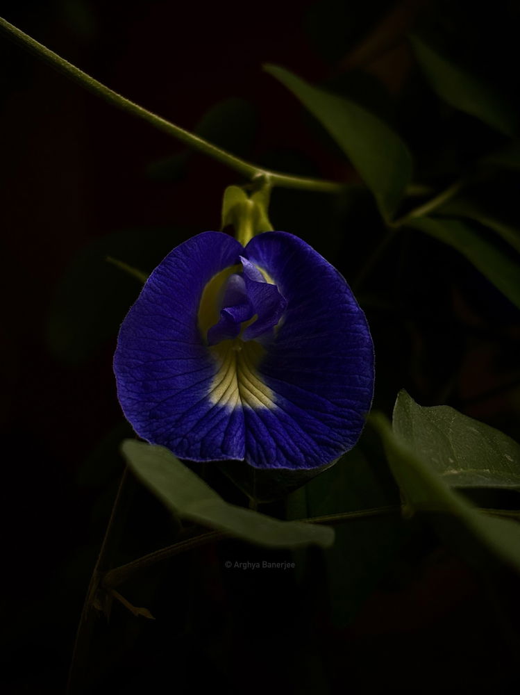 Butterfly pea 📸