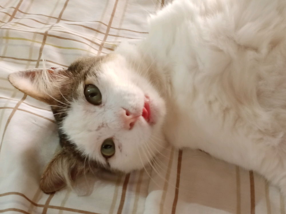 "hola(?)"